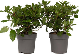 Plant in a Box - Viburnum Tinus - Set van 2 - Winterharde groenblijvende heesters - Pot 17cm - Hoogte 25-40cm