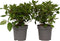 Plant in a Box - Viburnum Tinus - Set van 2 - Winterharde groenblijvende heesters - Pot 17cm - Hoogte 25-40cm
