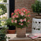 Plant in a Box - Viburnum Tinus - Set van 2 - Winterharde groenblijvende heesters - Pot 17cm - Hoogte 25-40cm