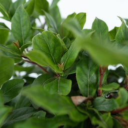 Plant in a Box - Viburnum Tinus - Set van 4 - Winterharde groenblijvende heesters - Pot 17cm - Hoogte 25-40cm