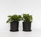 Plant in a Box - Viburnum Tinus - Set van 4 - Winterharde groenblijvende heesters - Pot 17cm - Hoogte 25-40cm