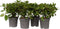 Plant in a Box - Viburnum Tinus - Set van 4 - Winterharde groenblijvende heesters - Pot 17cm - Hoogte 25-40cm