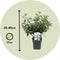 Plant in a Box - Viburnum Tinus - Set van 4 - Winterharde groenblijvende heesters - Pot 17cm - Hoogte 25-40cm