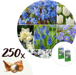 Plant in a Box - Voorjaars bloembollen mix Blue - 250x bloembollen - Combinatie van 6 verschillende soorten bloembollen met blauwe en witte bloemen voor in de tuin - Omtrek bloembollen 10cm