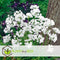 Plant in a Box - Voorjaars bloembollen mix Blue - 250x bloembollen - Combinatie van 6 verschillende soorten bloembollen met blauwe en witte bloemen voor in de tuin - Omtrek bloembollen 10cm