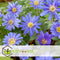 Plant in a Box - Voorjaars bloembollen mix Blue - 250x bloembollen - Combinatie van 6 verschillende soorten bloembollen met blauwe en witte bloemen voor in de tuin - Omtrek bloembollen 10cm