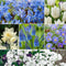 Plant in a Box - Voorjaars bloembollen mix Blue - 250x bloembollen - Combinatie van 6 verschillende soorten bloembollen met blauwe en witte bloemen voor in de tuin - Omtrek bloembollen 10cm