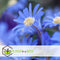Plant in a Box - Voorjaars bloembollen mix Blue - 250x bloembollen - Combinatie van 6 verschillende soorten bloembollen met blauwe en witte bloemen voor in de tuin - Omtrek bloembollen 10cm