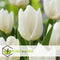 Plant in a Box - Voorjaars bloembollen mix Blue - 250x bloembollen - Combinatie van 6 verschillende soorten bloembollen met blauwe en witte bloemen voor in de tuin - Omtrek bloembollen 10cm