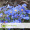 Plant in a Box - Voorjaars bloembollen mix Blue - 250x bloembollen - Combinatie van 6 verschillende soorten bloembollen met blauwe en witte bloemen voor in de tuin - Omtrek bloembollen 10cm