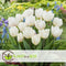 Plant in a Box - Voorjaars bloembollen mix Blue - 250x bloembollen - Combinatie van 6 verschillende soorten bloembollen met blauwe en witte bloemen voor in de tuin - Omtrek bloembollen 10cm
