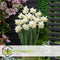 Plant in a Box - Voorjaars bloembollen mix Blue - 250x bloembollen - Combinatie van 6 verschillende soorten bloembollen met blauwe en witte bloemen voor in de tuin - Omtrek bloembollen 10cm