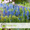 Plant in a Box - Voorjaars bloembollen mix Blue - 250x bloembollen - Combinatie van 6 verschillende soorten bloembollen met blauwe en witte bloemen voor in de tuin - Omtrek bloembollen 10cm