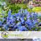 Plant in a Box - Voorjaars bloembollen mix Blue - 250x bloembollen - Combinatie van 6 verschillende soorten bloembollen met blauwe en witte bloemen voor in de tuin - Omtrek bloembollen 10cm