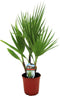 Plant in a Box - Washingtonia Robusta - Mexicaanse Waaierpalm - Pot 15cm - Hoogte 50-60cm