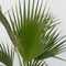 Plant in a Box - Washingtonia Robusta - Mexicaanse Waaierpalm - Tuinplant - Pot 21cm - Hoogte 70-90cm