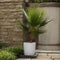 Plant in a Box - Washingtonia Robusta - Mexicaanse Waaierpalm - Tuinplant - Pot 21cm - Hoogte 70-90cm