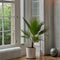Plant in a Box - Washingtonia Robusta - Mexicaanse Waaierpalm - Tuinplant - Pot 21cm - Hoogte 70-90cm