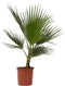 Plant in a Box - Washingtonia Robusta - Set van 2 - Mexicaanse Waaierpalm - Pot 21cm - Hoogte 70-90cm