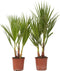 Plant in a Box - Washingtonia Robusta - Set van 2 - Mexicaanse Waaierpalm - Pot 15cm - Hoogte 50-60cm