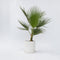 Plant in a Box - Washingtonia Robusta - Set van 2 - Mexicaanse Waaierpalm - Pot 21cm - Hoogte 70-90cm