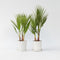 Plant in a Box - Washingtonia Robusta - Set van 2 - Mexicaanse Waaierpalm - Pot 15cm - Hoogte 50-60cm