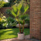 Plant in a Box - Washingtonia Robusta - Set van 2 - Mexicaanse Waaierpalm - Pot 15cm - Hoogte 50-60cm