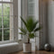 Plant in a Box - Washingtonia Robusta - Set van 2 - Mexicaanse Waaierpalm - Pot 21cm - Hoogte 70-90cm