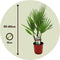 Plant in a Box - Washingtonia Robusta - Set van 2 - Mexicaanse Waaierpalm - Pot 15cm - Hoogte 50-60cm