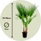 Plant in a Box - Washingtonia Robusta - Set van 2 - Mexicaanse Waaierpalm - Pot 21cm - Hoogte 70-90cm