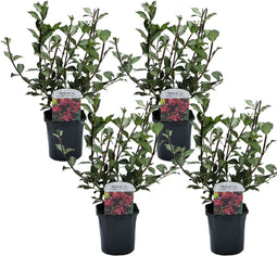 Plant in a Box - Weigela Florida 'Nana Purpurea' - Set van 4 - pot 17 cm - hoogte 25-40cm - struik