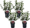 Plant in a Box - Weigela Florida 'Nana Purpurea' - Set van 4 - pot 17 cm - hoogte 25-40cm - struik