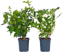 Plant in a Box - Weigela Red Prince - Set van 2 - pot 17cm - hoogte 25-40cm - struik