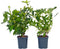 Plant in a Box - Weigela Red Prince - Set van 2 - pot 17cm - hoogte 25-40cm - struik