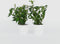 Plant in a Box - Weigela Red Prince - Set van 2 - pot 17cm - hoogte 25-40cm - struik