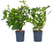 Plant in a Box - Weigela Red Prince - Set van 4 - pot 17cm - hoogte 25-40cm - struik