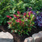 Plant in a Box - Weigela Red Prince - Set van 4 - pot 17cm - hoogte 25-40cm - struik