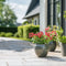 Plant in a Box - Weigela Red Prince - Set van 4 - pot 17cm - hoogte 25-40cm - struik