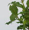 Plant in a Box - Weigela Red Prince - Set van 4 - pot 17cm - hoogte 25-40cm - struik