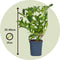 Plant in a Box - Weigela Red Prince - Set van 4 - pot 17cm - hoogte 25-40cm - struik