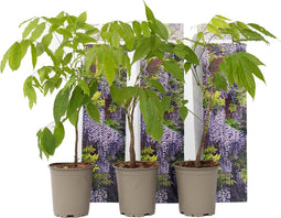 Plant in a Box - Wisteria sinensis - Set van 3 - Wisteria blauwe regen - Pot 9cm - Hoogte 25-40cm