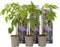 Plant in a Box - Wisteria sinensis - Set van 3 - Wisteria blauwe regen - Pot 9cm - Hoogte 25-40cm