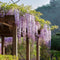 Plant in a Box - Wisteria sinensis - Set van 3 - Wisteria blauwe regen - Pot 9cm - Hoogte 25-40cm