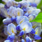 Plant in a Box - Wisteria sinensis - Set van 3 - Wisteria blauwe regen - Pot 9cm - Hoogte 25-40cm