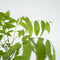 Plant in a Box - Wisteria sinensis - Set van 3 - Wisteria blauwe regen - Pot 9cm - Hoogte 25-40cm