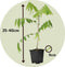 Plant in a Box - Wisteria sinensis - Set van 3 - Wisteria blauwe regen - Pot 9cm - Hoogte 25-40cm