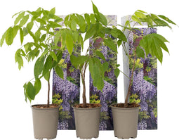 Plant in a Box - Wisteria sinensis - Set van 6 - Wisteria blauwe regen - Pot 9cm - Hoogte 25-40cm