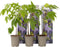 Plant in a Box - Wisteria sinensis - Set van 6 - Wisteria blauwe regen - Pot 9cm - Hoogte 25-40cm