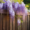 Plant in a Box - Wisteria sinensis - Set van 6 - Wisteria blauwe regen - Pot 9cm - Hoogte 25-40cm