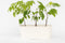 Plant in a Box - Wisteria sinensis - Set van 6 - Wisteria blauwe regen - Pot 9cm - Hoogte 25-40cm